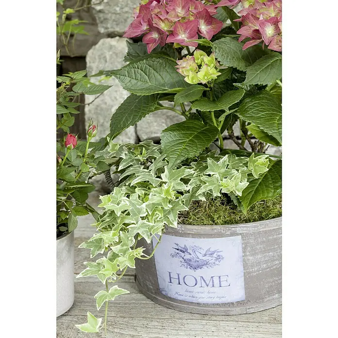 Piardino Efeu - Hedera helix, Topfgröße: 13 cm, Grün/Weiß - Ein üppiges Arrangement mit rosa Hortensien und Efeu in einem dekorativen Topf mit dem Schriftzug "Home", ideal für gemütliche Akzente.
