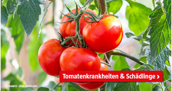 Tomatenkrankheiten und Schädlinge