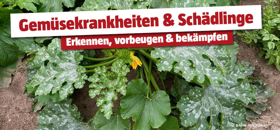 Gemüsekrankheiten und Schädlinge