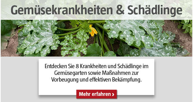 Gemüsekrankheiten und Schädlinge