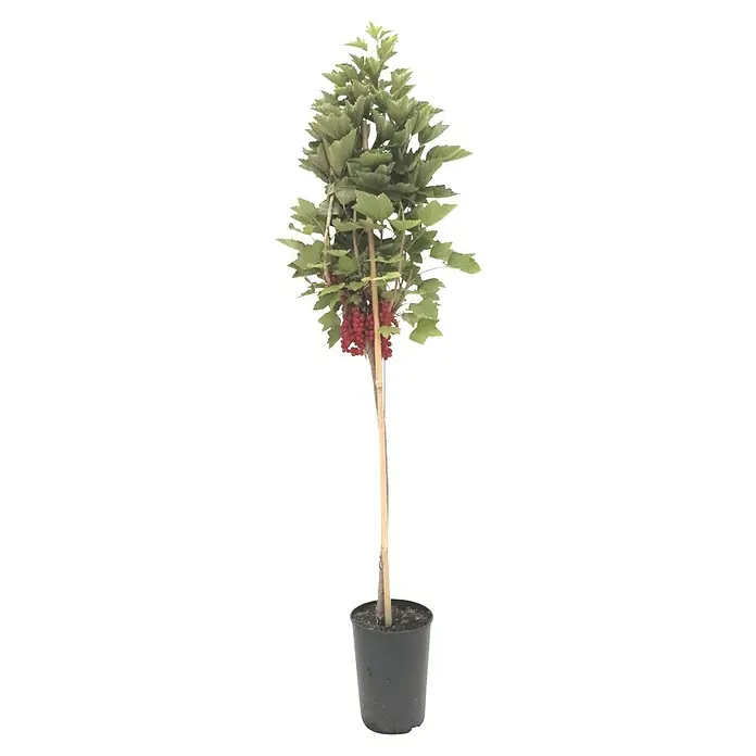 Rote Johannisbeere Jonkheer van Tets - Ribes rubrum Jonkheer van Tets, Topfvolumen: 4 l, Erntezeit: Juli - Ein aufrecht wachsender Johannisbeerbaum in einem schwarzen Topf. Die roten Beeren hängen unter dem grünen Blätterdach.