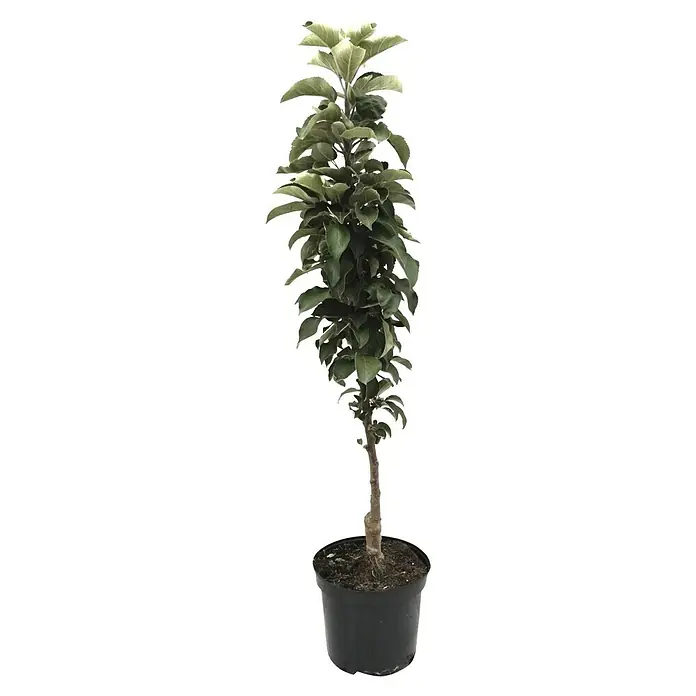 Apfelbaum Berbat Delwina - Malus domestica, Erntezeit: September - Ein junger Apfelbaum in einem schwarzen Topf, dessen schlanker Stamm sich zu einer dichten Krone grüner Blätter entwickelt.