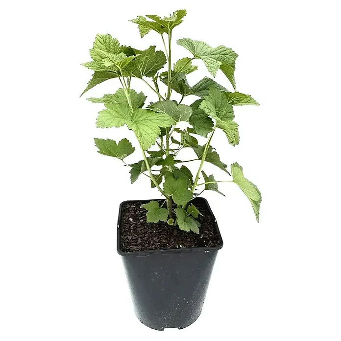 Schwarze Johannisbeere Titania - Ribes Nigrum Titania, Topfvolumen: 4 l, Busch, Erntezeit: Juli - Schwarze Johannisbeere im Topf: Die Pflanze hat grüne Blätter und ist in einem schwarzen Topf mit Erde gepflanzt.