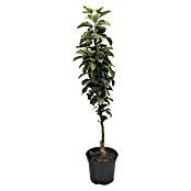 Apfelbaum Sortenmischung Rhapsodie / Suncats (Malus domestica, Topfgröße: 5 l, Erntezeit: Anfang August - Oktober)