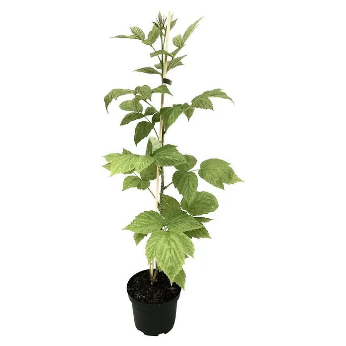 Himbeere Autumn Bliss - Rubus idaeus Autumn Bliss, Erntezeit: August - Junger Himbeerstrauch in einem Topf, an einem Stock befestigt, mit grünen Blättern, ideal für den Garten oder Balkon.