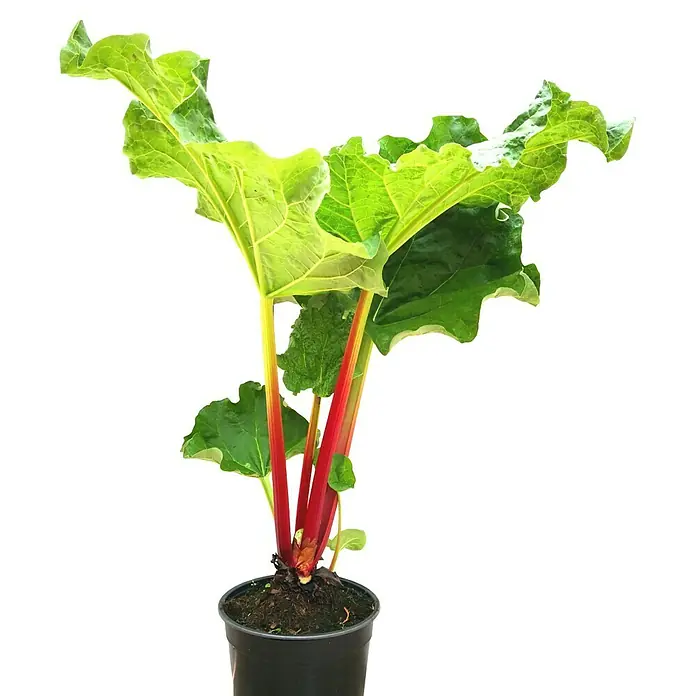 Rhabarber Frambozen Rood - Rheum rhabarbarum, Erntezeit: Mai - Ein Topf mit Rhabarber, mit seinen roten Stielen und grünen Blättern, ist bereit, in Ihrem Garten oder auf Ihrem Balkon zu wachsen.