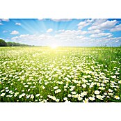 Baufan Pronatur Tiefengrund (5 l, Farblos, Sonnenblumenöl)