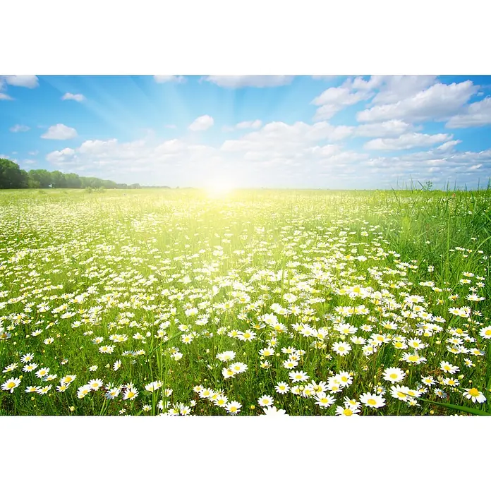 Baufan Pronatur Tiefengrund - 5 l, Farblos, Konservierungsmittelfrei - Eine malerische Blumenwiese mit strahlendem Sonnenschein und blauem Himmel, die eine idyllische und friedliche Atmosphäre vermittelt.