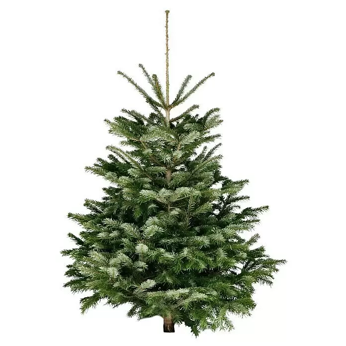 Piardino Nordmanntanne - 150 - 200 cm hoch, Abies Nordmanniana - Grüner Tannenbaum, natürlich und frisch für die Weihnachtsdekoration.