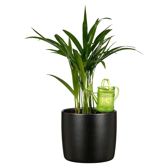 Scheurich Übertopf rund Solido - Ebano, Außenmaß (Ø x H): 24 x 21,9 cm - Zimmerpflanze mit schwarzem Topf und einer kleinen grünen Gießkanne. Dekorative Grünpflanze für das Interieur.