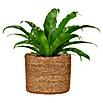 Scheurich Pflanzkorb Seagrass (Außenmaß (Ø x H): 13 x 12 cm, Naturmaterialien, Nut) | BAUHAUS