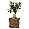 Scheurich Pflanzkorb Seagrass (Außenmaß (Ø x H): 26 x 23,5 cm, Naturmaterialien, Braun) | BAUHAUS