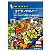 Kiepenkerl Profi-Line Blumensamen Niedrige Duftblumen (Verschiedene Sorten, Mehrfarbig) | BAUHAUS