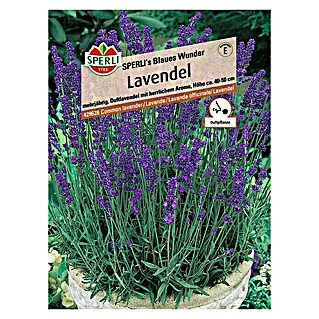 Sperli Blumensamen Lavendel Blaues Wunder (Lavandula angustifolia, Lila)