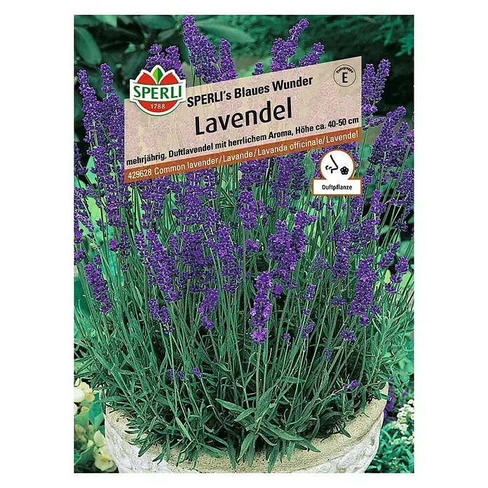 Sperli Blumensamen Lavendel Blaues Wunder - Lavandula angustifolia, Lila - Lavendel "Sperli's Blaues Wunder" auf der Verpackung. Eine mehrjährige, duftende Lavendelsorte mit herrlichem Aroma für Garten und Balkon.