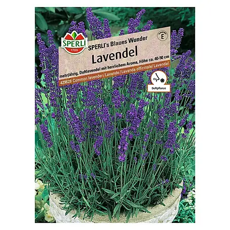 Sperli  Blumensamen Lavendel Blaues Wunder