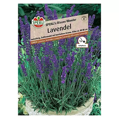 Sperli  Blumensamen Lavendel Blaues Wunder