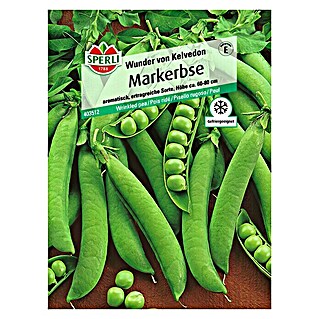 Sperli Gemüsesamen Markerbse Wunder von Kelvedon (Pisum sativum, Erntezeit: Juli)