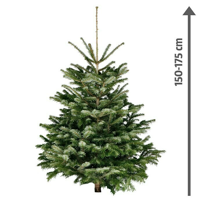 Piardino Nordmanntanne (150 - 175 cm, Weihnachtsbaum, Gesägt)