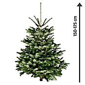 Piardino Nordmanntanne (150 - 175 cm, Weihnachtsbaum, Gesägt)