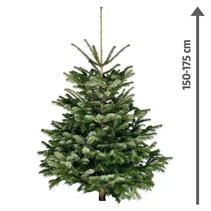 Piardino Nordmanntanne - 150 - 175 cm, Abies nordmanniana - Grüner Weihnachtsbaum mit Höhenanzeige 150-175 cm.