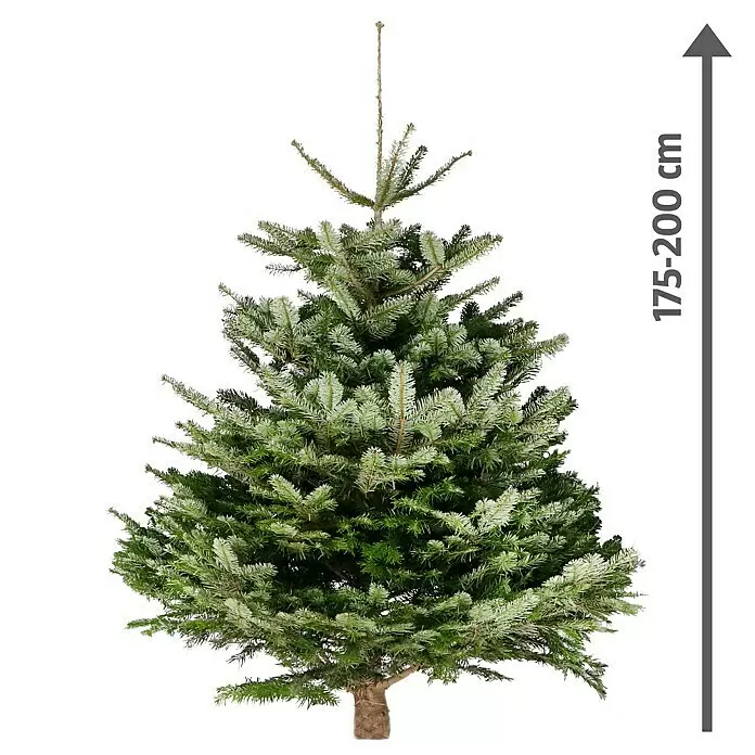 Piardino Nordmanntanne - 175 - 200 cm hoch, Abies nordmanniana - Natürlicher Weihnachtsbaum, 175-200 cm hoch, mit grünen Nadeln.