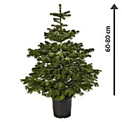 Piardino Nordmanntanne (Abies nordmanniana, Topfgewachsen, 100 cm, Topfgröße: 10 l)