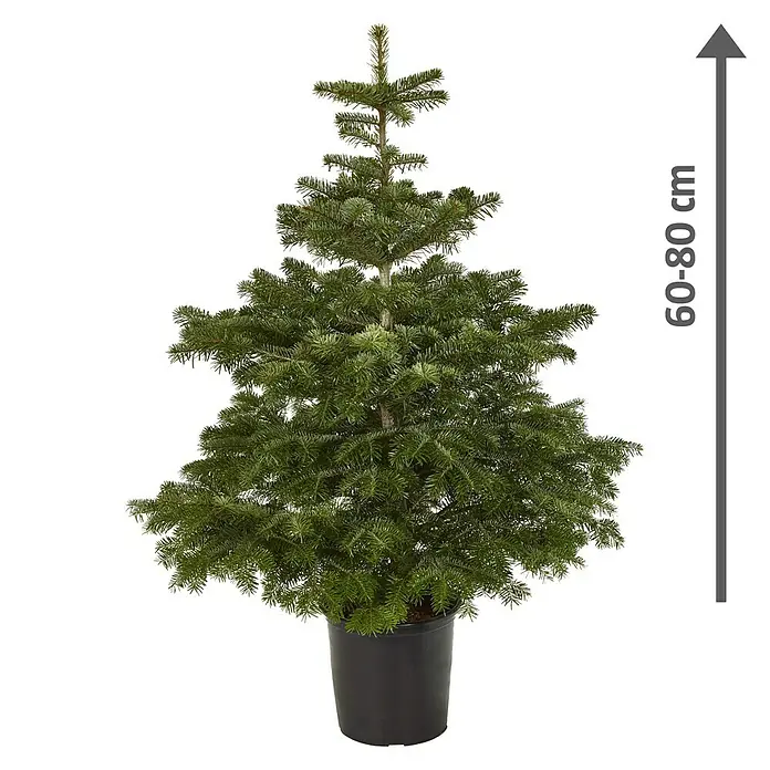 Piardino Nordmanntanne getopft - Abies nordmanniana, 60 cm - 80 cm, Topfgewachsen - Eine Nordmanntanne im Topf. Der kleine, grüne Baum im schwarzen Topf hat eine Größenangabe von 60-80cm.