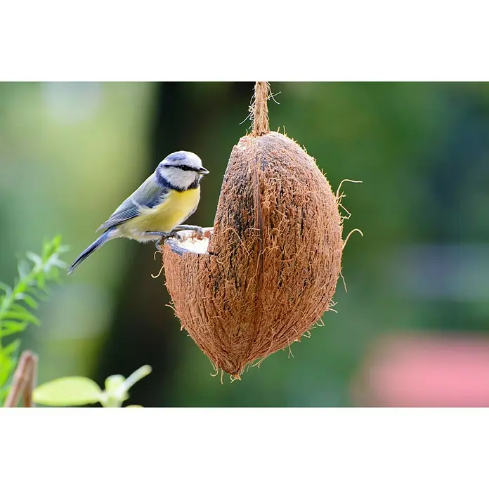 Dobar Wildvogelfutter Mix - 6 Stk. - Blaumeise auf einem Kokosnuss-Vogelhaus, das mit nahrhaften Samen gefüllt ist, eine ideale Futterstelle für Wildvögel im Garten.