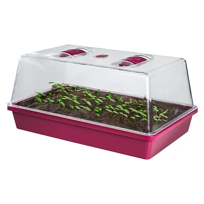 Floraworld Zimmergewächshaus Classic - 38 x 24 x 12,5 cm, Fuchsia - Anzuchtkasten mit transparenter Abdeckung und jungen Pflanzen. Ideal für die Voranzucht von Gemüse und Blumen im Haus.