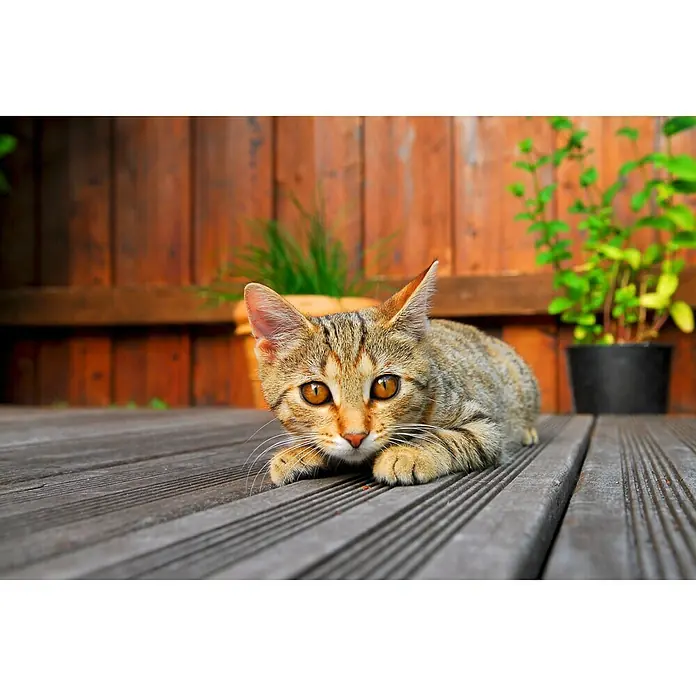 Terrassendiele - Kiefer, 300 x 14,5 x 2,8 cm, Grau - Eine bezaubernde braun getigerte Katze liegt auf einer Holzterrasse und blickt mit ihren goldenen Augen direkt in die Kamera.