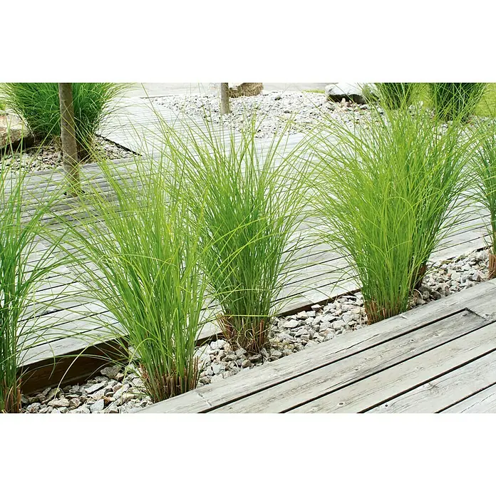 Terrassendiele - Kiefer, 300 x 12 x 2,1 cm, Grau - Grüne Ziergräser säumen einen Holzsteg, eingebettet in hellgrauen Kies, und schaffen eine natürliche und moderne Gartengestaltung.