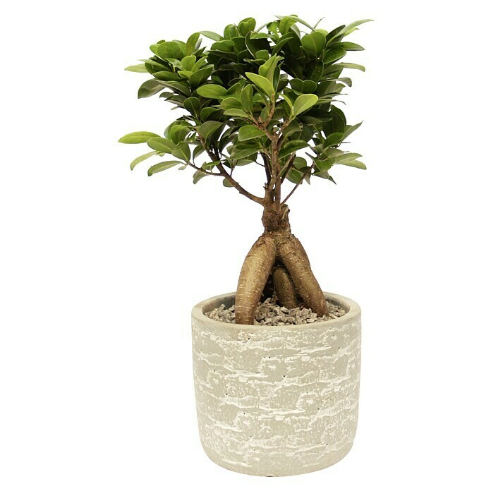 Piardino Bonsai Ginseng (Ficus microcarpa ginseng , Topfgröße: 21 cm, Dunkelgrün)