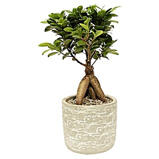 Piardino Bonsai (Ficus microcarpa ginseng, Topfgröße: 21 cm, Dunkelgrün)