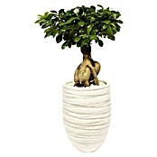 Piardino Bonsai (Topfgröße: 16)