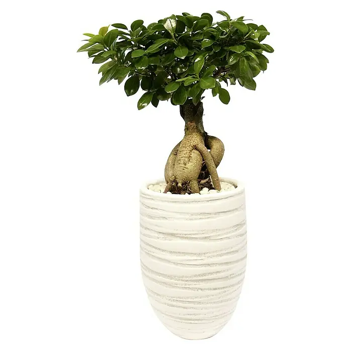Piardino Bonsai - Topfgröße: 16 cm, Dunkelgrün - Eine Ficus Ginseng Zimmerpflanze in einem modernen, weißen Topf. Die Pflanze hat glänzende, grüne Blätter und einen markanten Stamm.