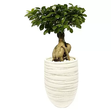 Piardino  Bonsai