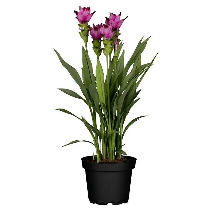 Piardino Safranwurz - Curcuma alismatifolia, Topfgröße: 17 cm - Die Kurkuma-Pflanze im schwarzen Topf zeigt ihre prächtigen pinkfarbenen Blüten und grünen Blätter, ein Farbtupfer für jedes Zuhause.