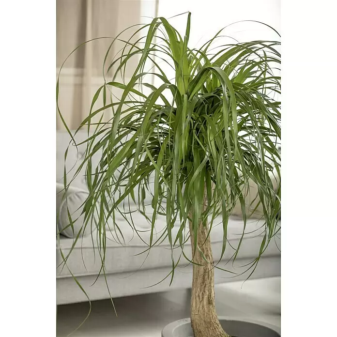 Piardino Elefantenfuß - Beaucarnea recurvata, Topfgröße: 25 cm - Detailaufnahme