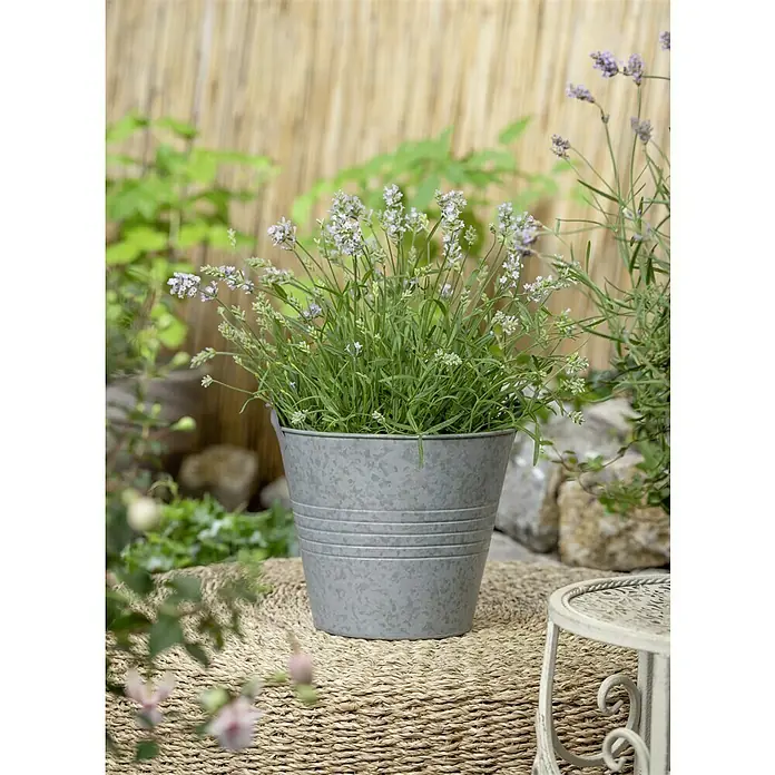 Piardino Lavanda - Lavandula angustifolia 'Hidcote', Violeta - Primer plano de un arbusto de lavanda en un cubo de metal gris, colocado sobre una mesa redonda con tablero tejido.