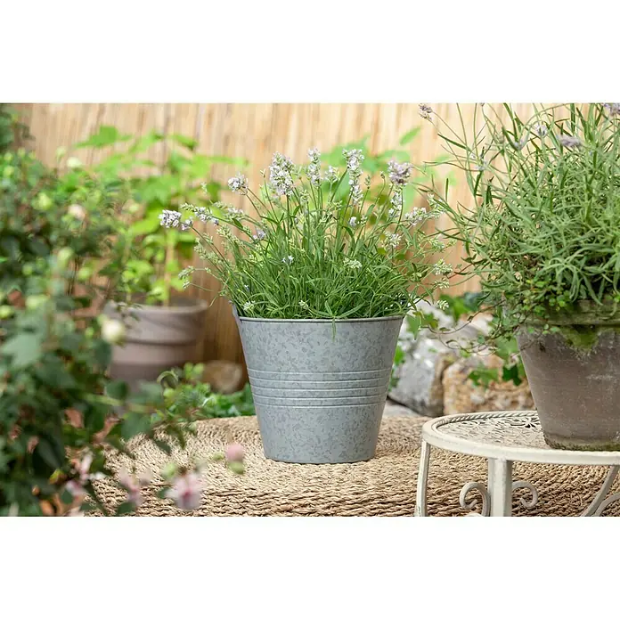 Piardino Lavanda - Lavandula angustifolia 'Hidcote', Violeta - Primer plano de una maceta con lavanda floreciendo en una maceta gris. Arreglo de jardín decorativo con plantas fragantes.