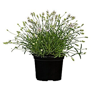 Piardino Lavanda (Lavandula angustifolia 'Hidcote', Violeta)