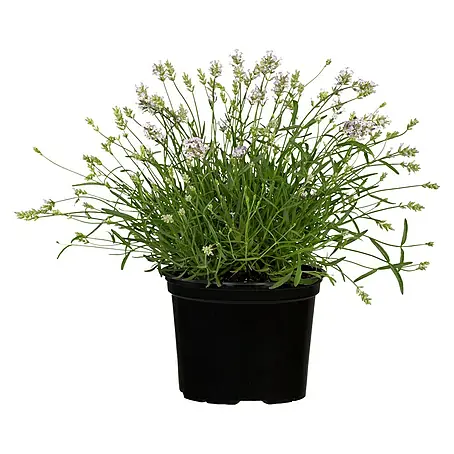 Piardino  Lavanda
