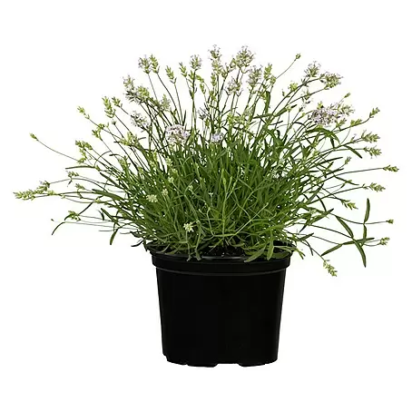 Piardino  Lavendel
