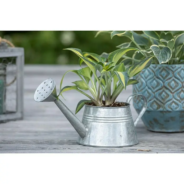 Piardino Funkie - Hosta, Topfgröße: 13 cm, Blütenfarbe: Lila - Silberne Gießkanne mit Pflanze auf einem Holztisch, neben einem blauen Topf. Deko-Elemente im Garten für eine gemütliche Atmosphäre.