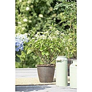 Piardino Rispen-Hortensie (Hydrangea paniculata in Sorten, Topfgröße: 12 cm, Sortenabhängig)