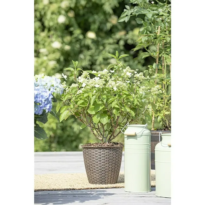 Piardino Rispen-Hortensie - Hydrangea paniculata in Sorten, Topfgröße: 12 cm, Sortenabhängig - Nahaufnahme einer Topfhortensie mit weißen Blüten, die auf einem Tisch im Freien steht.