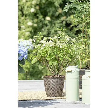 Piardino  Rispen-Hortensie