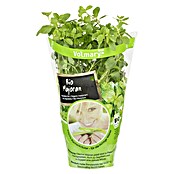 Origanum majorana 12BIO