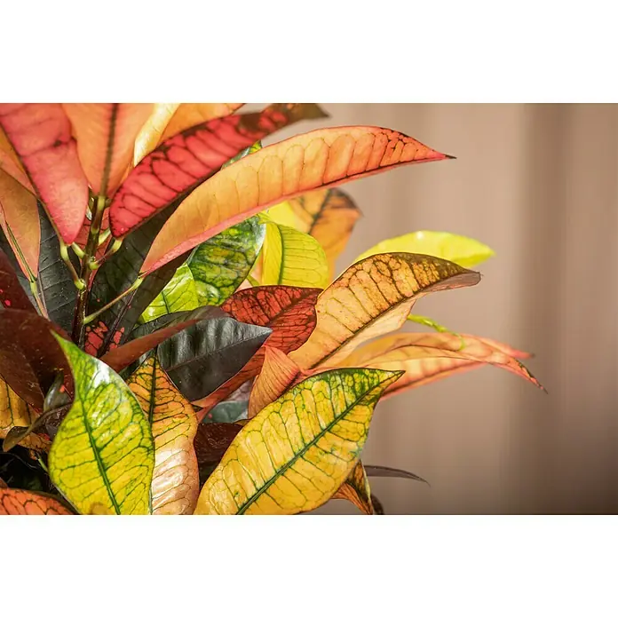 Piardino Kroton XXL - Codiaeum variegatum 'Mrs. Iceton', Topfgröße: 27 cm - Nahaufnahme einer Croton-Pflanze mit farbenprächtigen Blättern in Rot, Orange, Gelb und Grün.